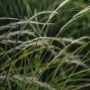 Plants Eragrostis Prairie Garden | Buy Eragrostis Wind Dancer