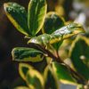 Plants Ilex Cottage Garden | Ilex Altac Golden King Agm