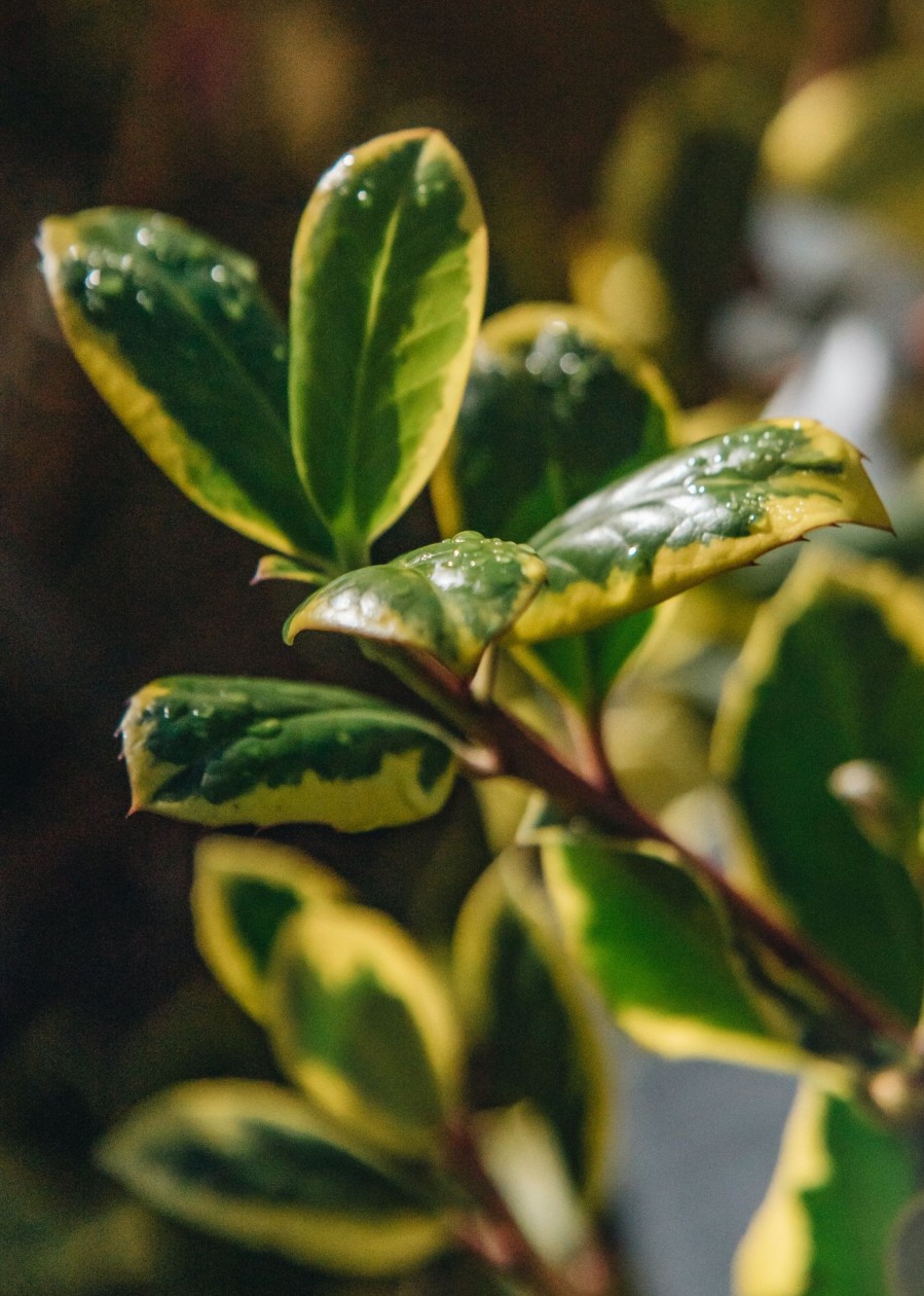 Plants Ilex Cottage Garden | Ilex Altac Golden King Agm