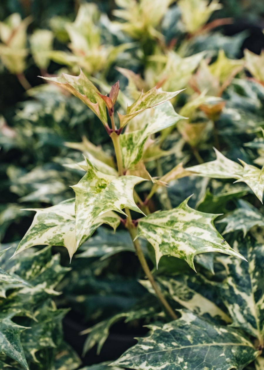 Plants Osmanthus Cottage Garden | Osmanthus Goshiki