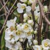 Plants Chaenomeles Pollinator Garden | Chaenomeles Speciosa Nivalis