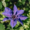 Plants Clematis Cottage Garden | Clematis Edda