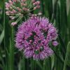 Plants Allium Cottage Garden | Allium Millenium