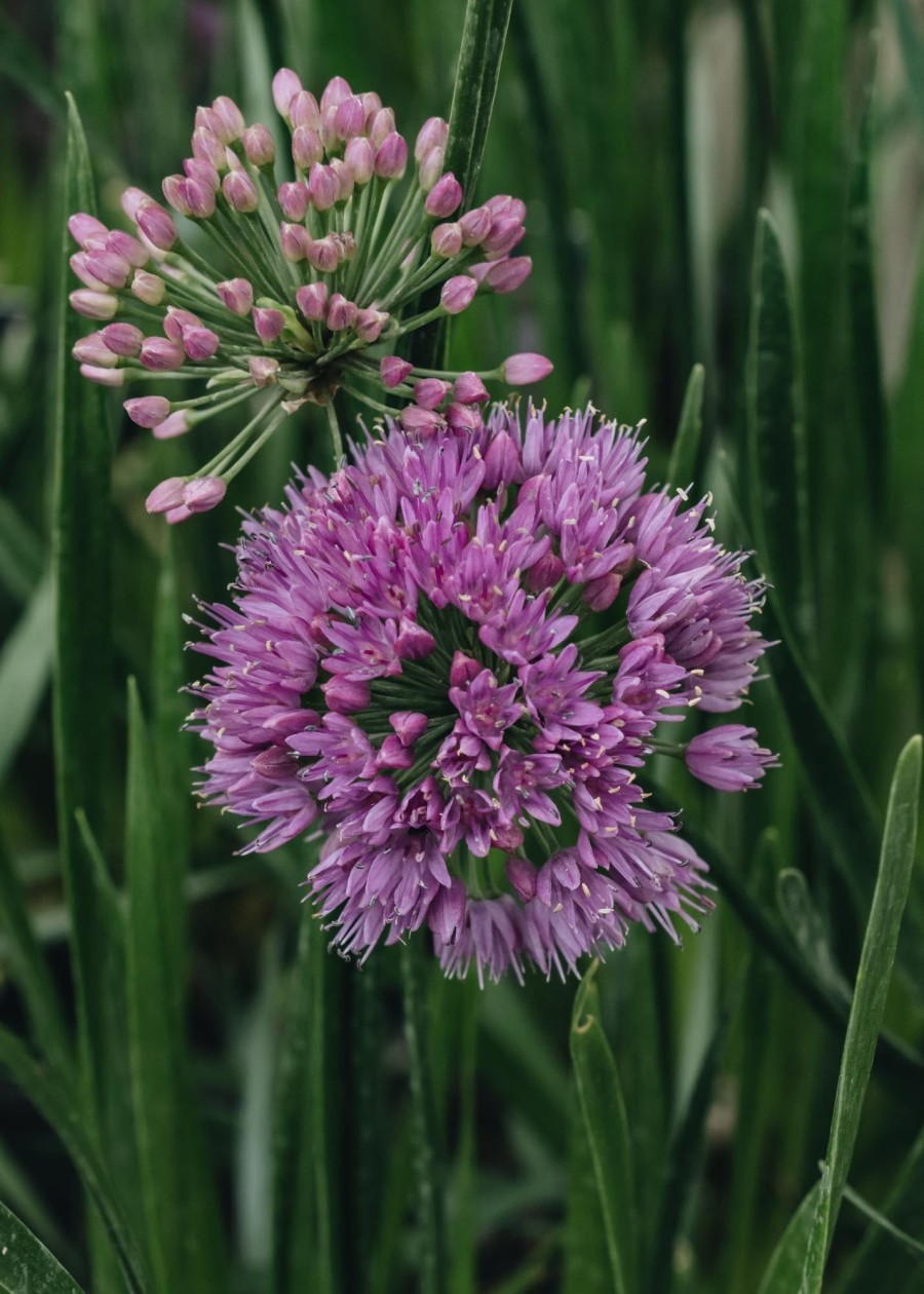 Plants Allium Cottage Garden | Allium Millenium