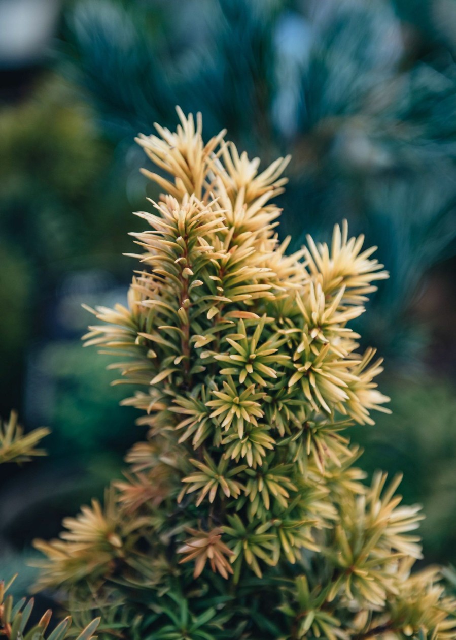 Plants Taxus Winter Garden | Taxus Standishii Agm