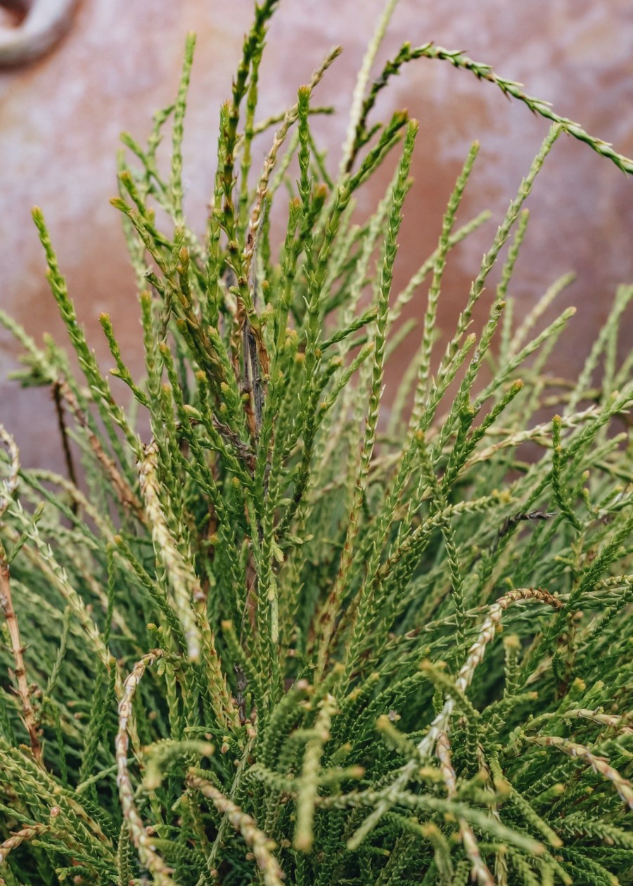 Plants Thuja Cottage Garden | Thuja Orientalis Franky Boy