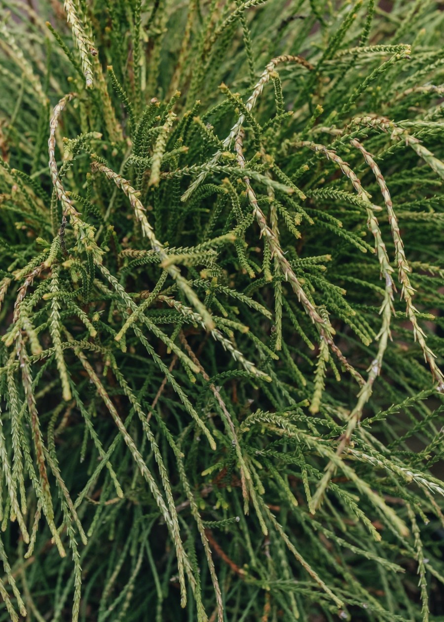 Plants Thuja Cottage Garden | Thuja Orientalis Franky Boy