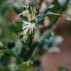 Plants Sarcococca Cottage Garden | Sarcococca Confusa Agm