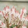 Plants Tiarella Cottage Garden | Tiarella Spring Symphony