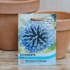 Plants Thompson & Morgan Seeds | Echinops Ritro Seeds