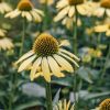 Plants Echinacea Prairie Garden | Echinacea Cleopatra