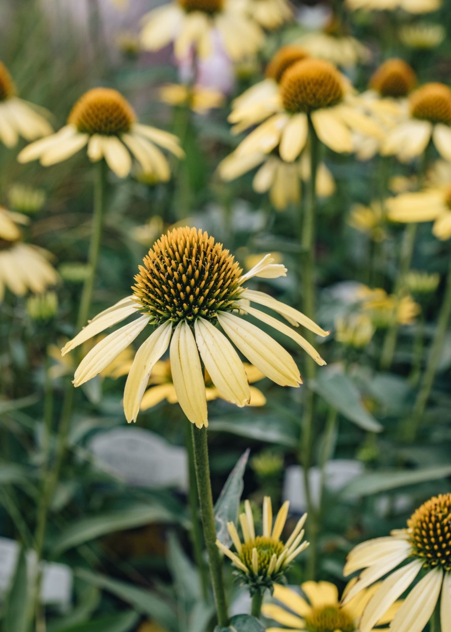 Plants Echinacea Prairie Garden | Echinacea Cleopatra