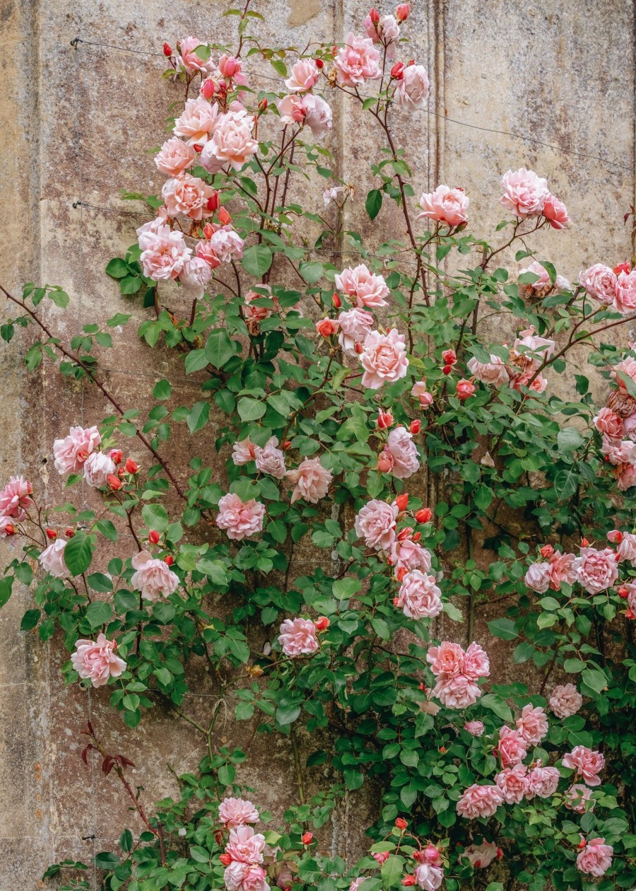 Plants David Austin Roses Rose Garden | Albertine Agm Rose