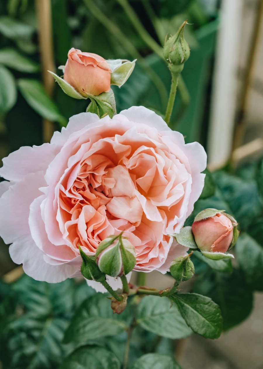 Plants David Austin Roses Rose Garden | Albertine Agm Rose