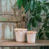 Interiors Bergs Potter Houseplants & Pots | Rosa Elizabeth Pots