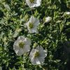 Plants Arenaria Pollinator Garden | Arenaria Montana