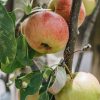 Plants Apple Kitchen Garden | Malus Domestica Paradice Gold Bush (Apple) M26 12L