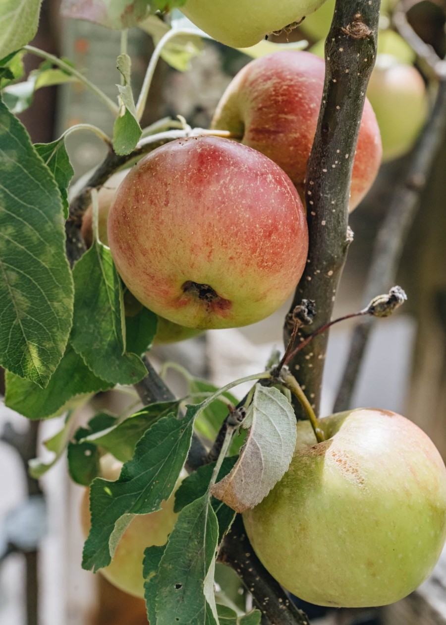 Plants Apple Kitchen Garden | Malus Domestica Paradice Gold Bush (Apple) M26 12L