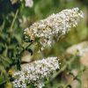 Plants Buddleia Pollinator Garden | Buy Buddleia Davidii Nanho White Agm