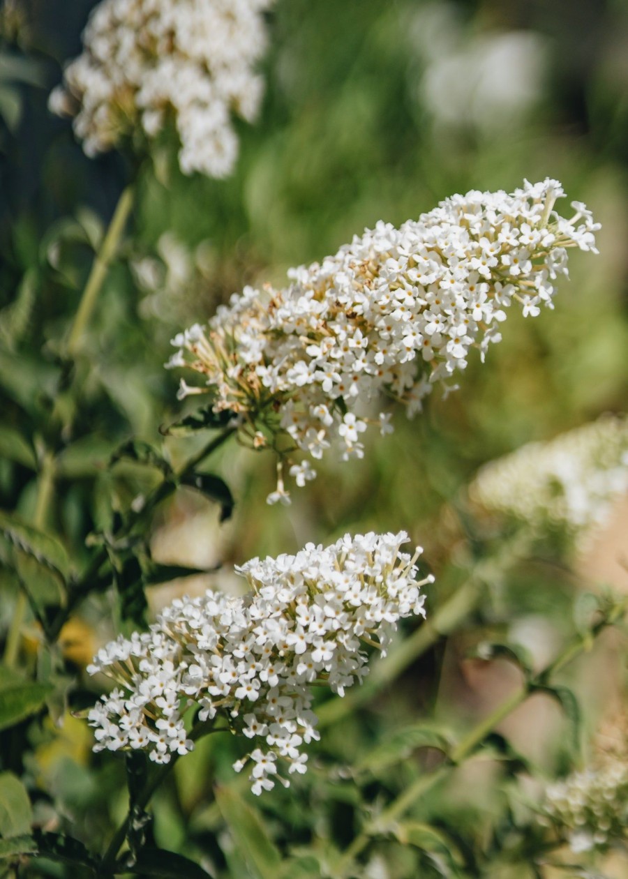 Plants Buddleia Pollinator Garden | Buy Buddleia Davidii Nanho White Agm