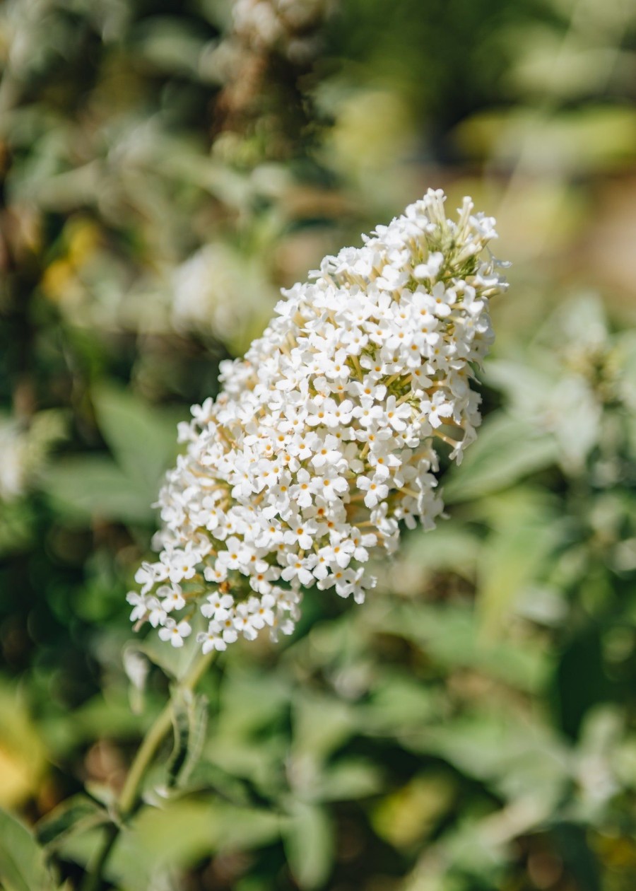 Plants Buddleia Pollinator Garden | Buy Buddleia Davidii Nanho White Agm