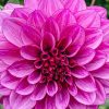 Plants Taylors Bulbs Dahlia Tubers | Dahlia 'Blue Bell' Tubers