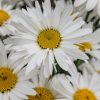 Plants Leucanthemum Pollinator Garden | Leucanthemum Madonna