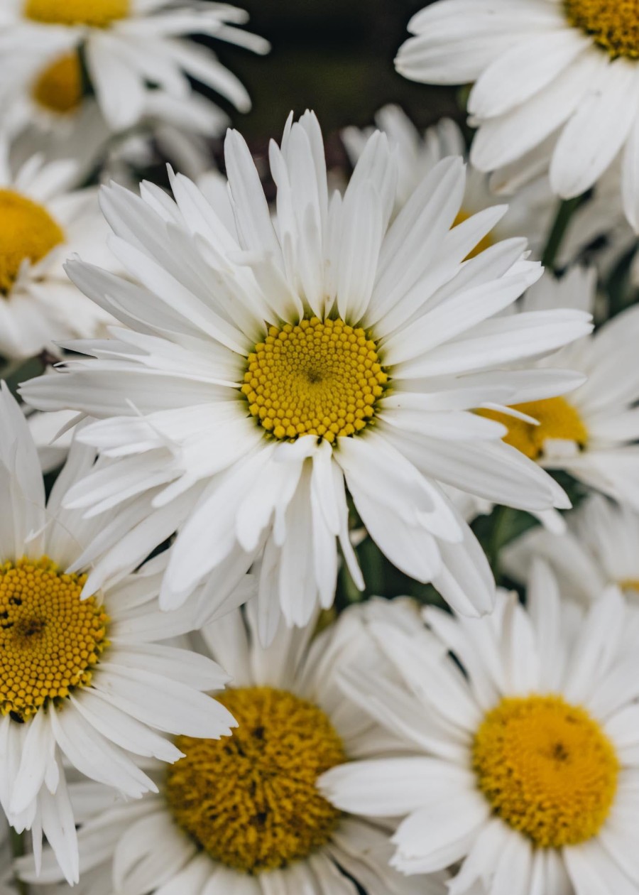 Plants Leucanthemum Pollinator Garden | Leucanthemum Madonna