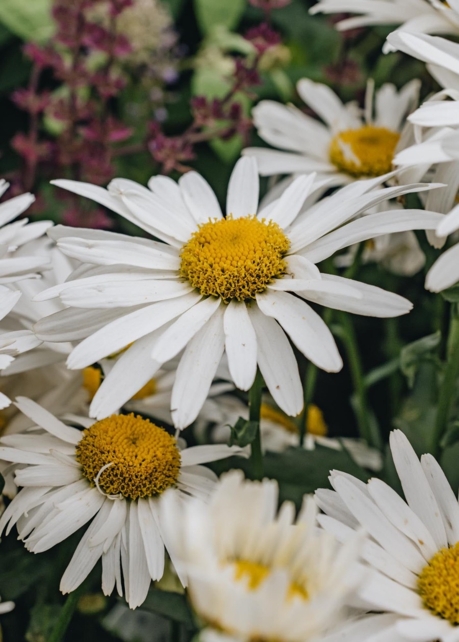 Plants Leucanthemum Pollinator Garden | Leucanthemum Madonna