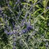 Plants Perovskia Pollinator Garden | Perovskia Blue Spire Agm