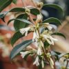 Plants Osmanthus Cottage Garden | Osmanthus Burkwoodii