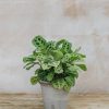 Interiors Burford Garden Co. Houseplants & Pots | Maranta Light Veins