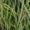 Plants Selseria Prairie Garden | Selseria Autumn Moor Grass