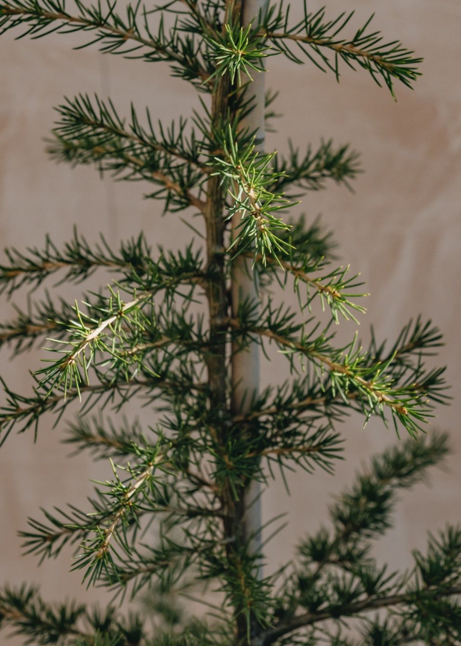 Plants Cedrus Winter Garden | Cedrus Libani