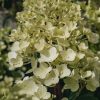 Plants Hydrangea Pollinator Garden | Hydrangea Paniculata Silver Dollar