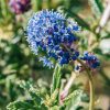 Plants Ceanothus Pollinator Garden | Ceanothus Concha Agm