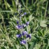 Plants Baptisia Pollinator Garden | Baptisia Decadence Blueberry