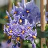 Plants Solanum Cottage Garden | Solanum Crispum Glasnevin