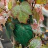 Plants Parthenocissus Pollinator Garden | Parthenocissus Tricuspidata Veitchii