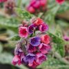 Plants Pulmonaria Pollinator Garden | Pulmonaria Raspberry Splash