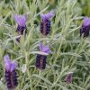 Plants Lavender Pollinator Garden | Lavandula Devonshire Compact