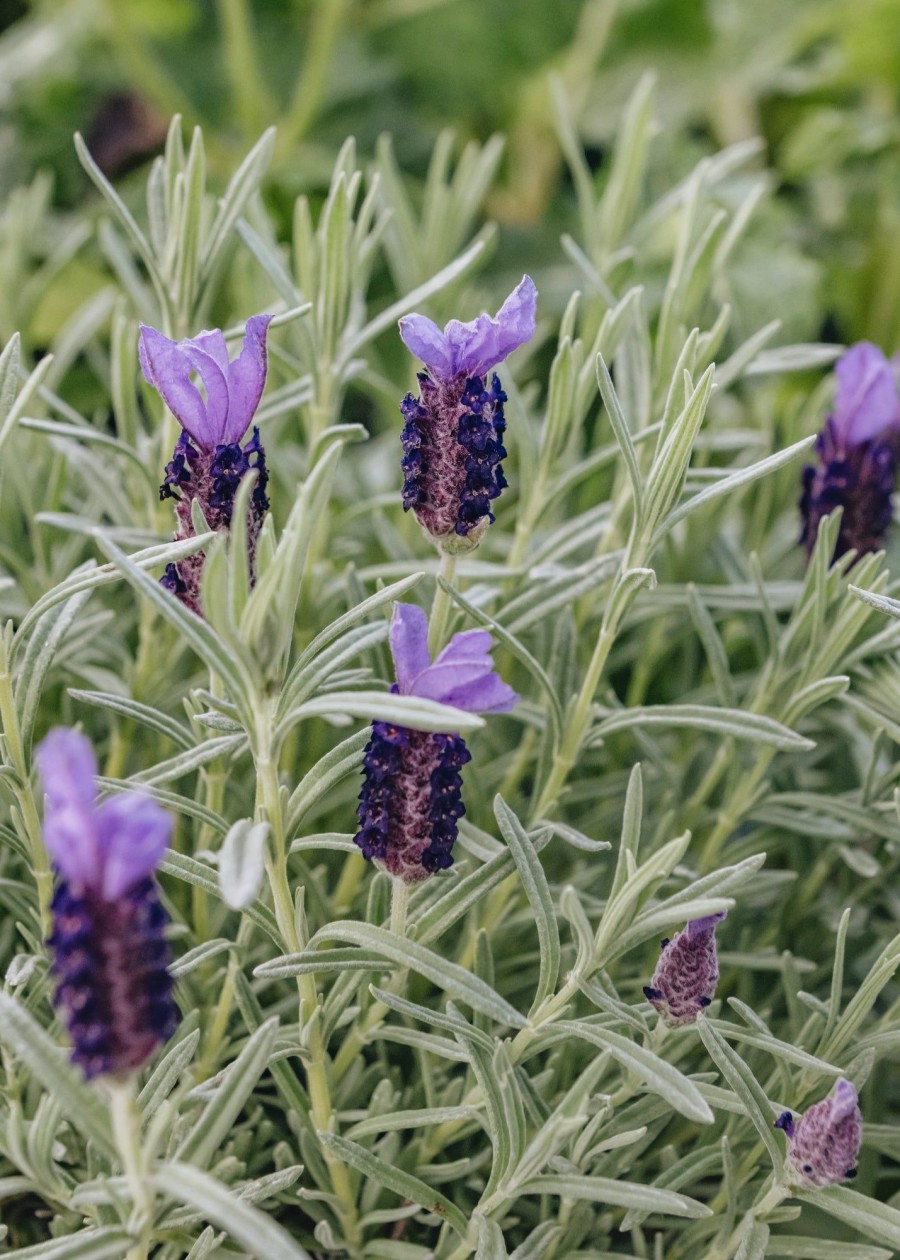 Plants Lavender Pollinator Garden | Lavandula Devonshire Compact