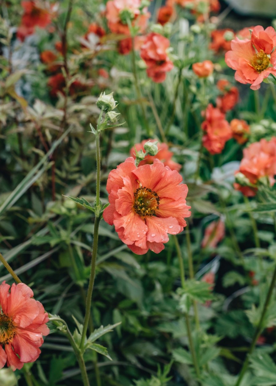 Plants Geum Pollinator Garden | Geum Coral Tempest