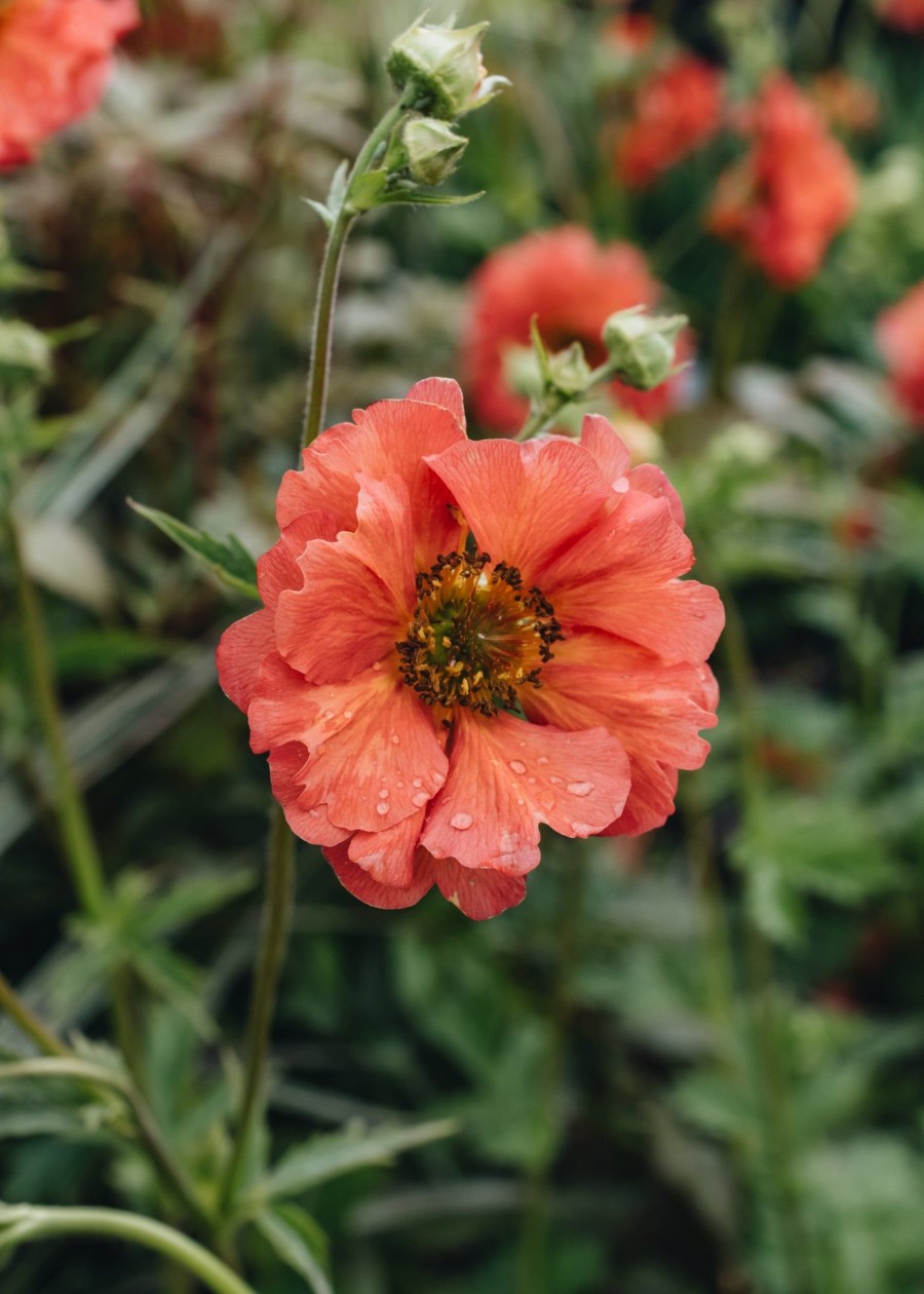 Plants Geum Pollinator Garden | Geum Coral Tempest