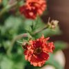 Plants Geum Pollinator Garden | Geum Fiery Tempest