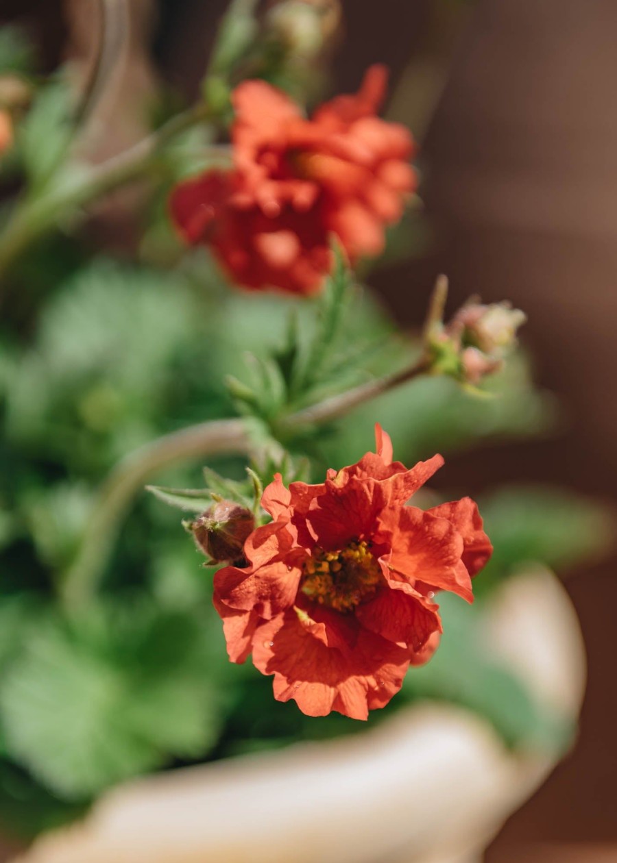 Plants Geum Pollinator Garden | Geum Fiery Tempest