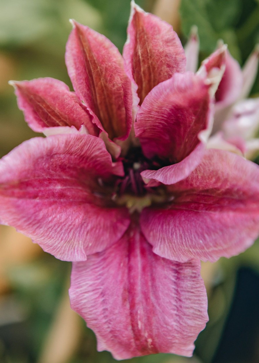 Plants Clematis Cottage Garden | Clematis Carnaby