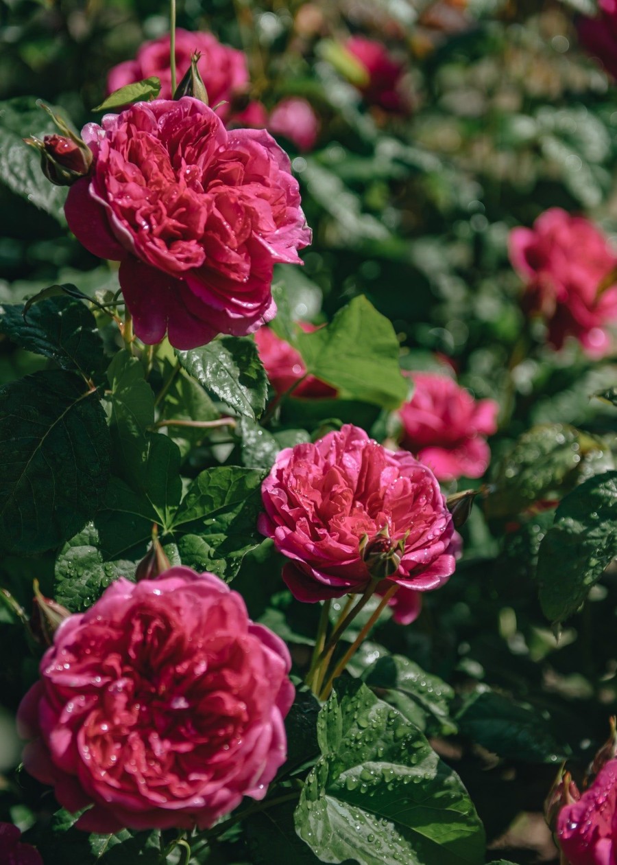 Plants David Austin Roses Rose Garden | Buy David Austin Rosa James L Austin