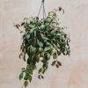 Interiors Houseplants Houseplants & Pots | Aeschynanthus Marmoratus