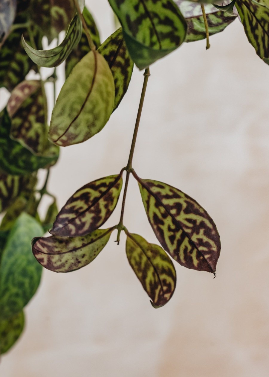 Interiors Houseplants Houseplants & Pots | Aeschynanthus Marmoratus